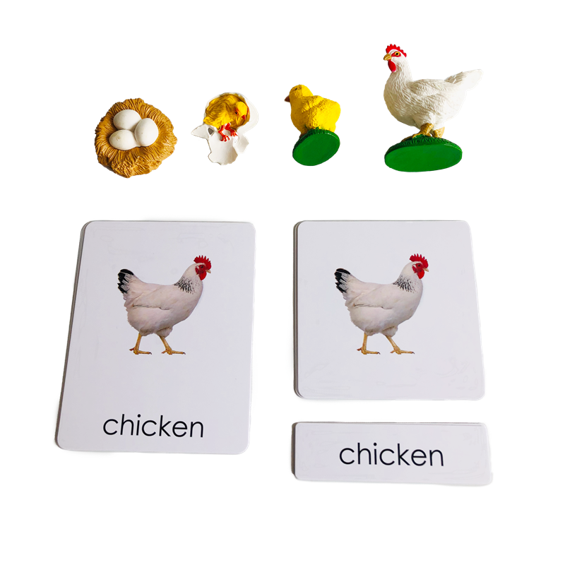 Kids Education Card - วงจรชีวิตสัตว์การ์ดและแบบจําลองวงจรชีวิตของไก่ Montessori ชีววิทยาวัสดุเด็กการศึกษาการเรียนรู้ของเล่นเด็กผู้หญิง